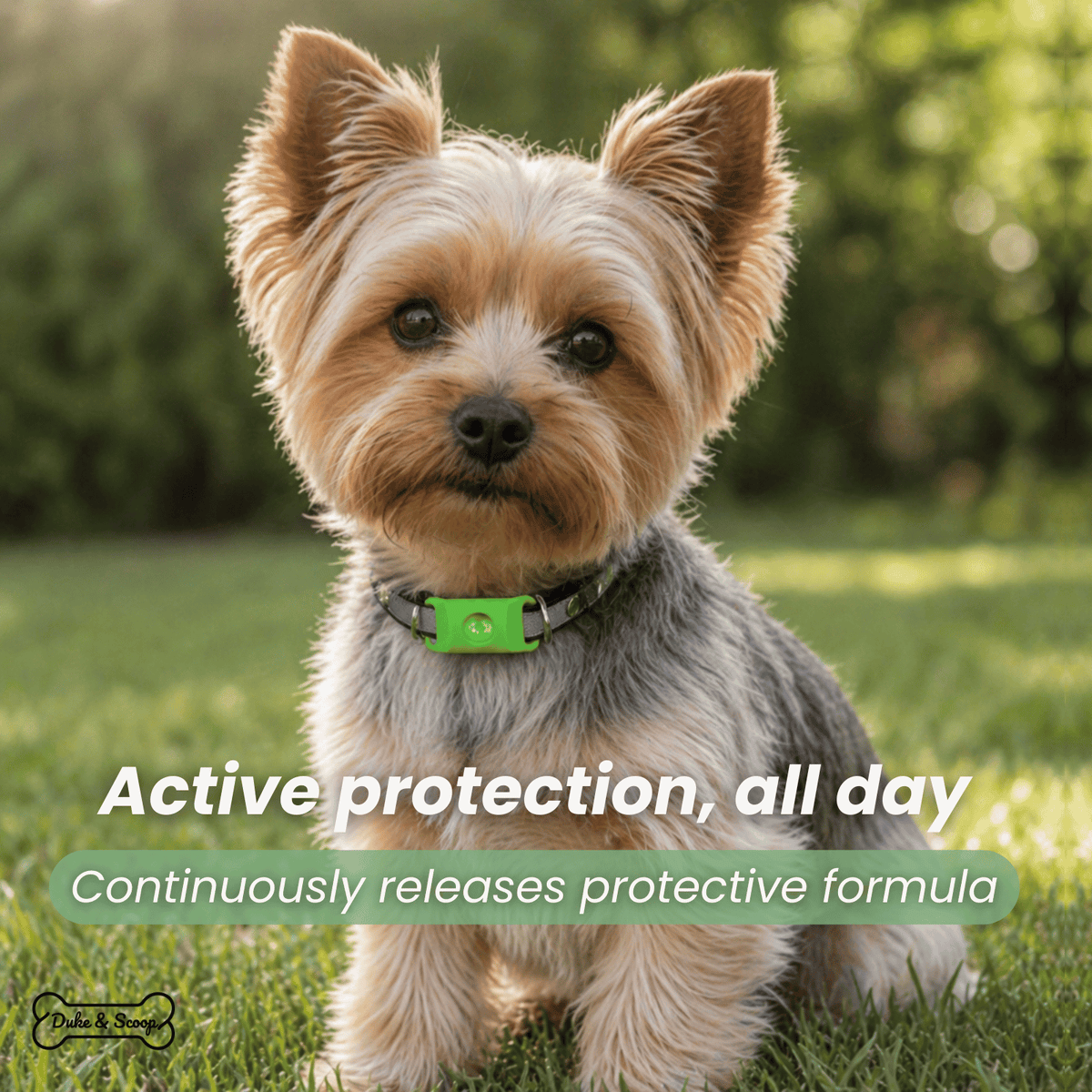 Flea & Tick Protection Clip for Dogs & Cats – EaseWorks™