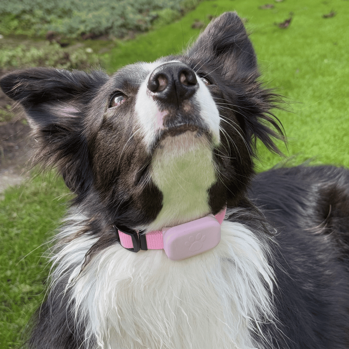 iOS Pet Tracker for Dogs & Cats – BeaconEssentials™