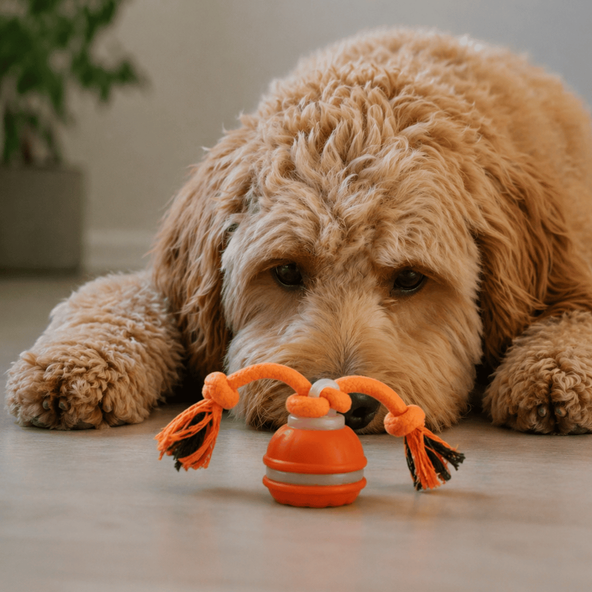 Automatic Interactive Ball Toy for Dogs – JoyView™