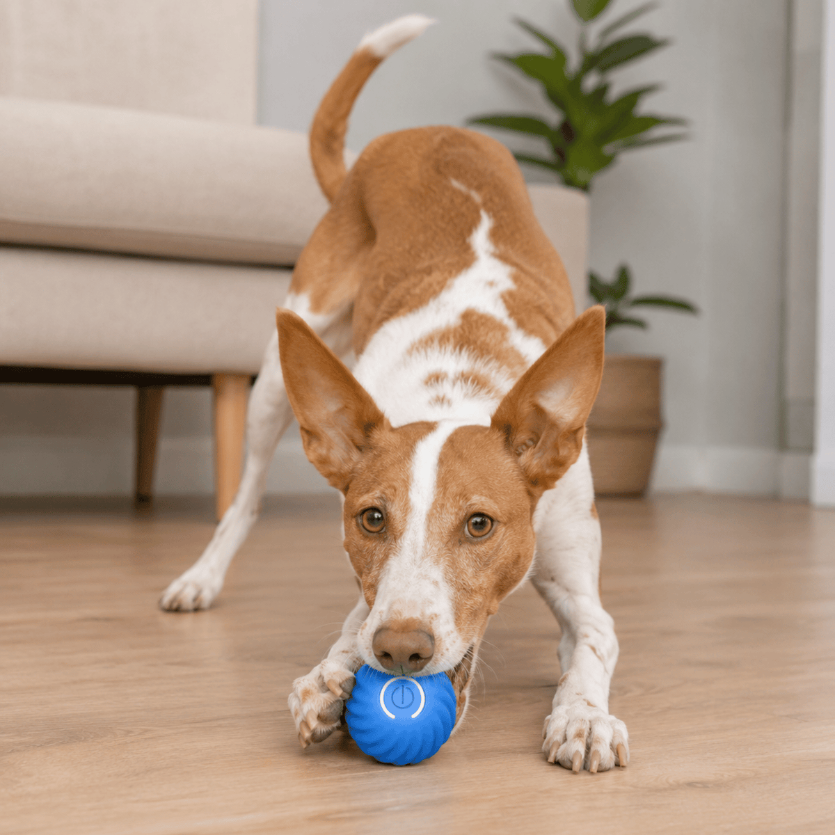 Interactive Smart Pet Ball for Dogs & Cats – FetchPure™