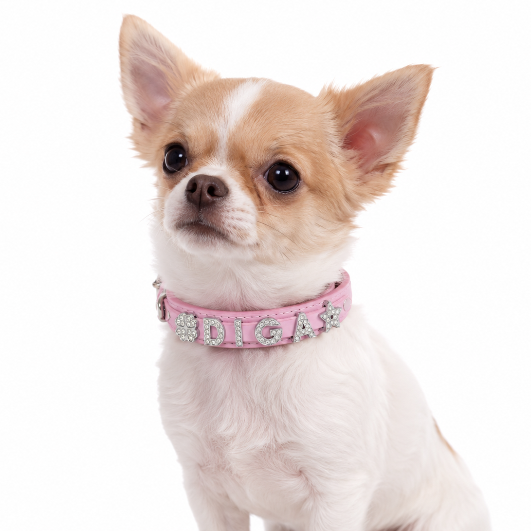 Personalized Dog & Cat Collar – LeadReady™