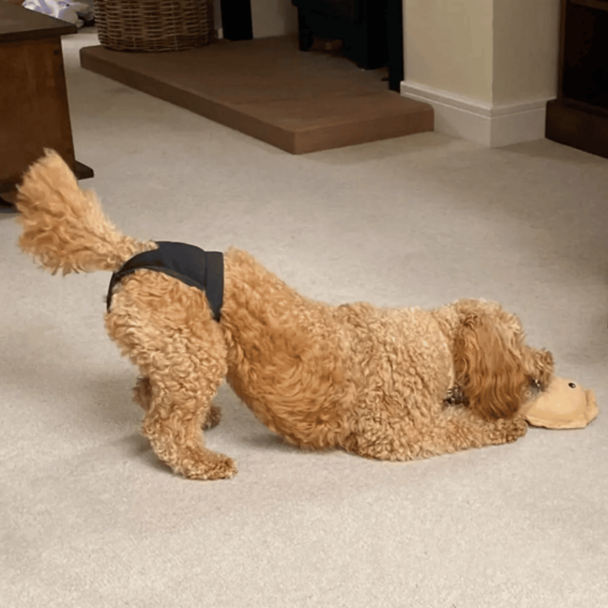 Washable Dog Pants with Reusable Pads – CloudJoy™