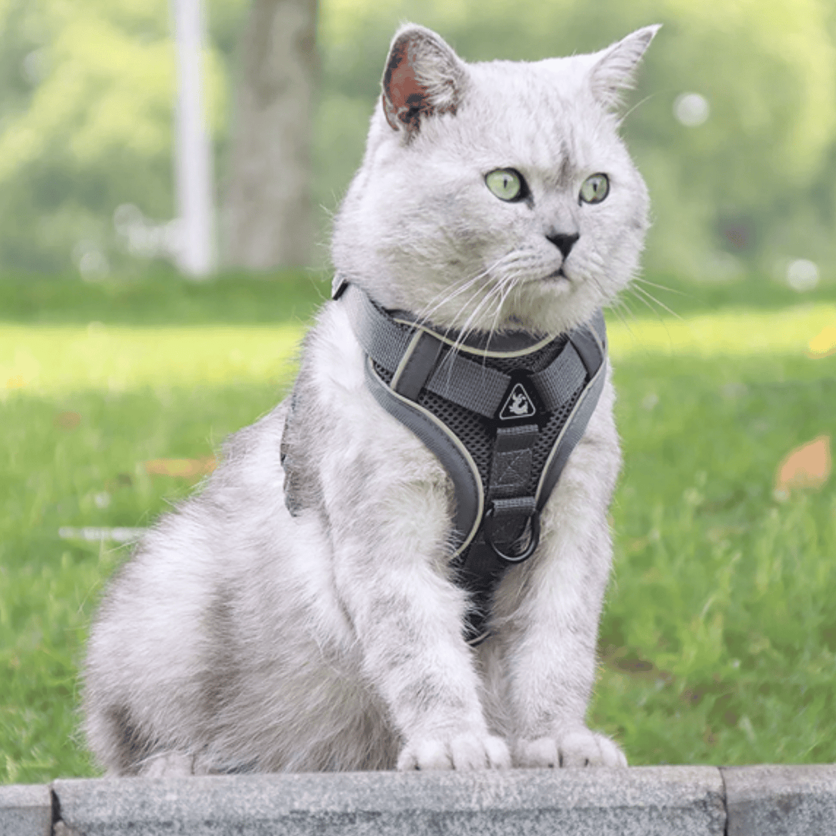 Reflective Dog & Cat Harness – RouteWise™