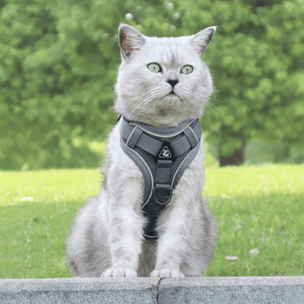 Reflective Dog & Cat Harness – RouteWise™