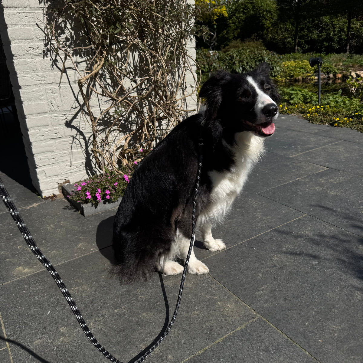 Reflective Dog Leash with Padded Handle – RouteReady™