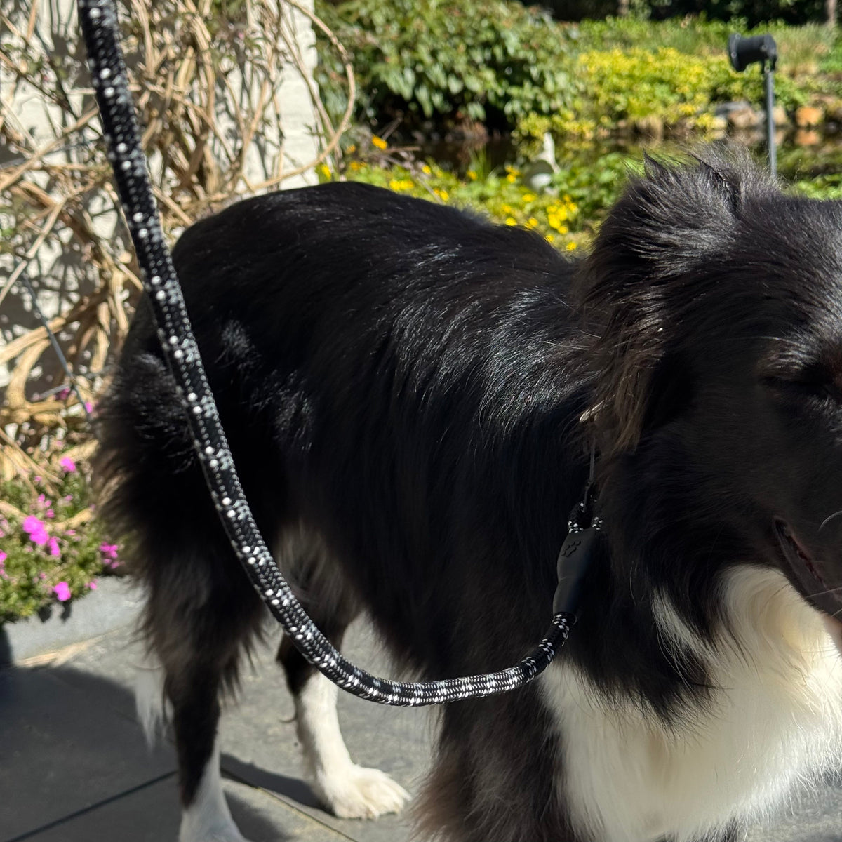 Reflective Dog Leash with Padded Handle – RouteReady™