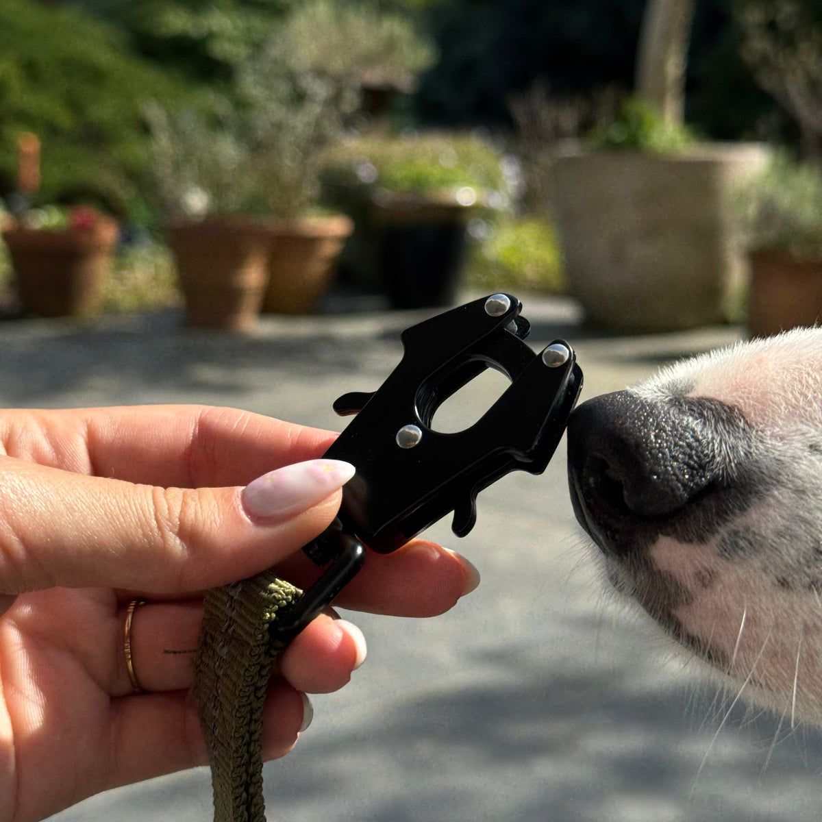 Reflective Bungee Dog Leash with Car Seat Belt Clip – CarPaws™