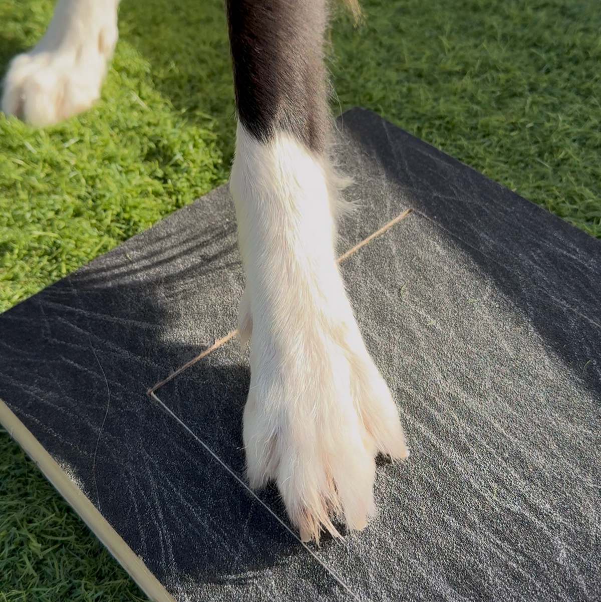 Electric Pet Nail Grinder for Dogs – DetailFresh™