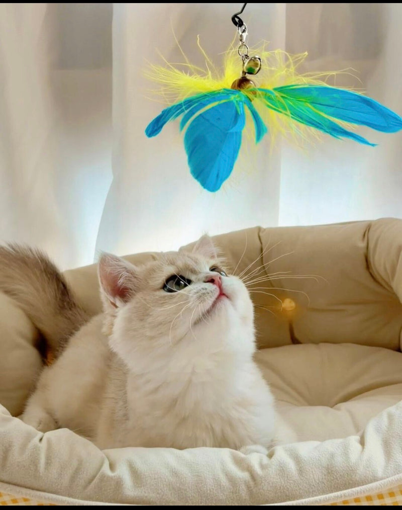 Tailented customer pet