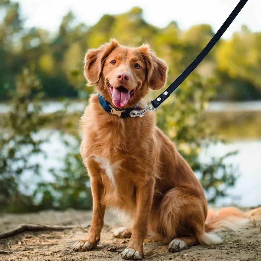 PU Leather Dog Leash – FlexSense™