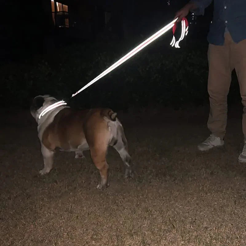 Tailented LeadFlow™ – Nylon Reflective Dog Leash for Everyday Walks
