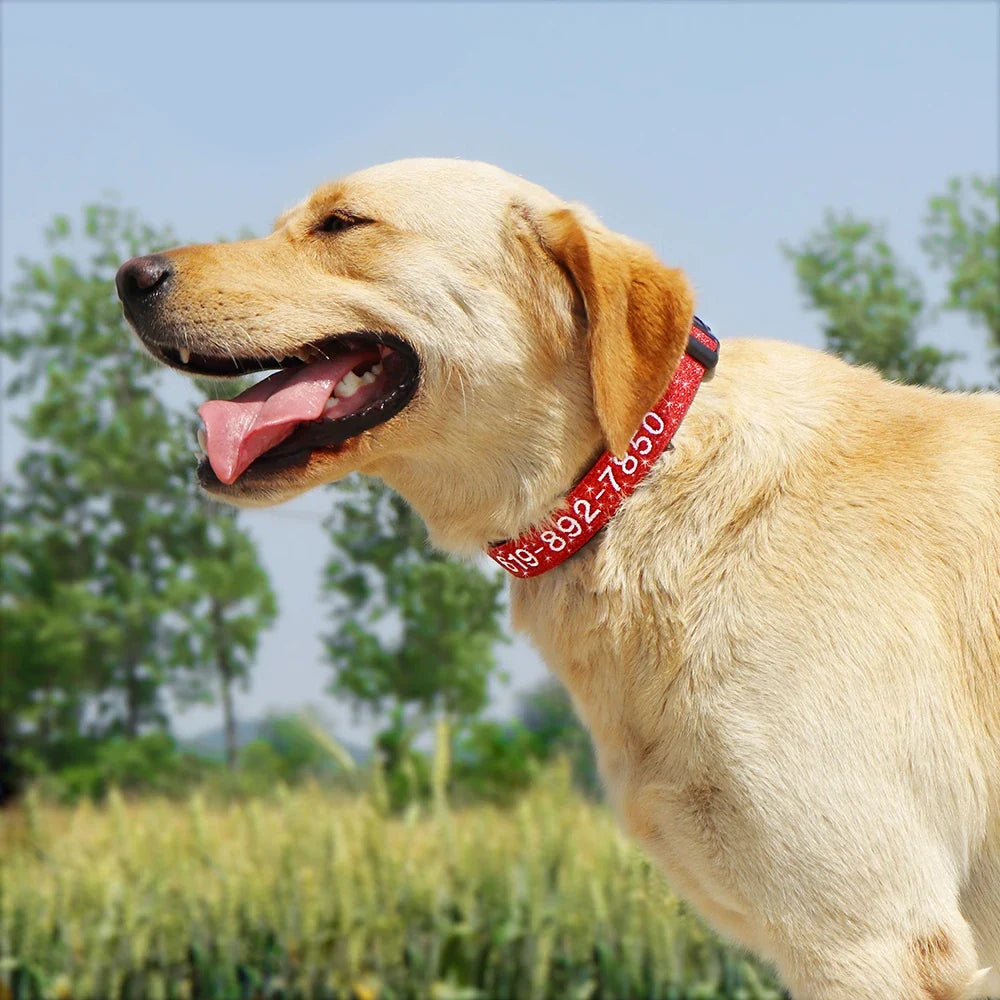 Tailented WalkAdventure™ – Nylon Adjustable Dog Collar for Everyday Wear & Walking