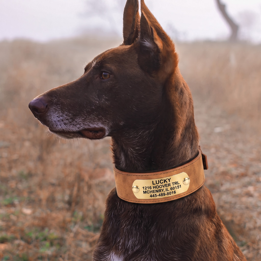 Leather Dog Collar for Everyday Walking – TrailCraft™