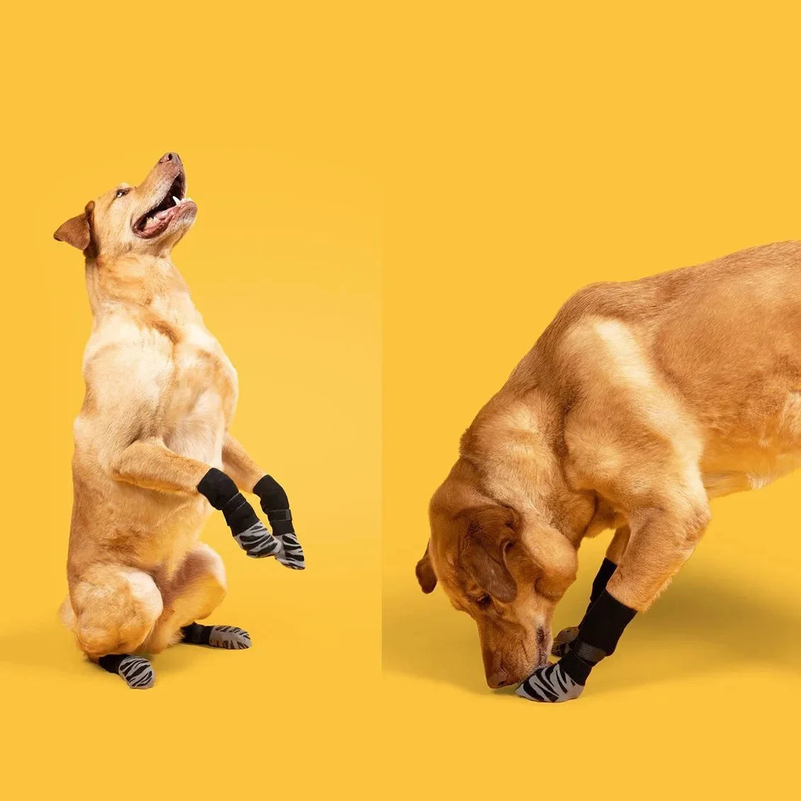 Non-Slip Dog Socks for Indoor Floors – WeatherEssentials™