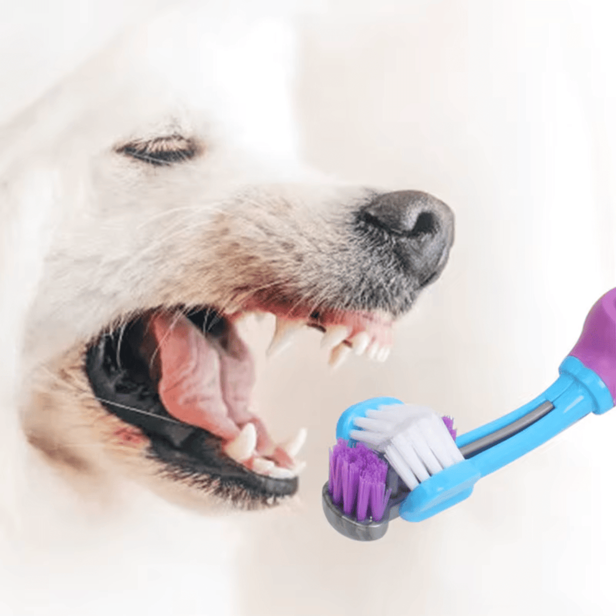 3-Sided Pet Toothbrush for Dogs & Cats – PetPrime™