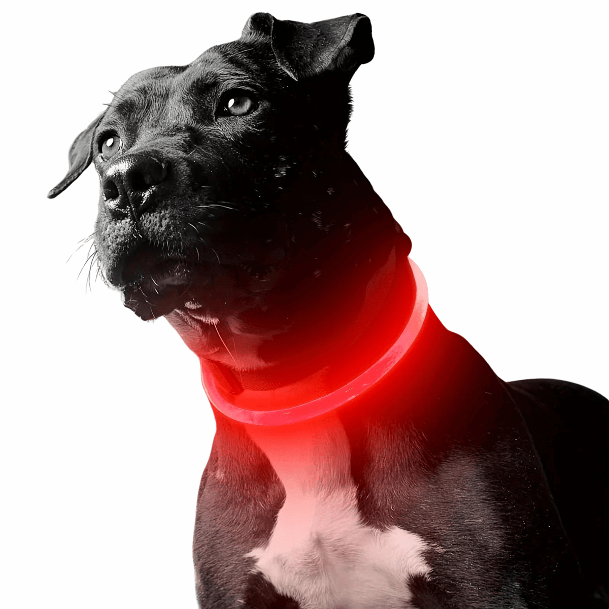 Rechargeable LED Pet Collar – WalkSmart™