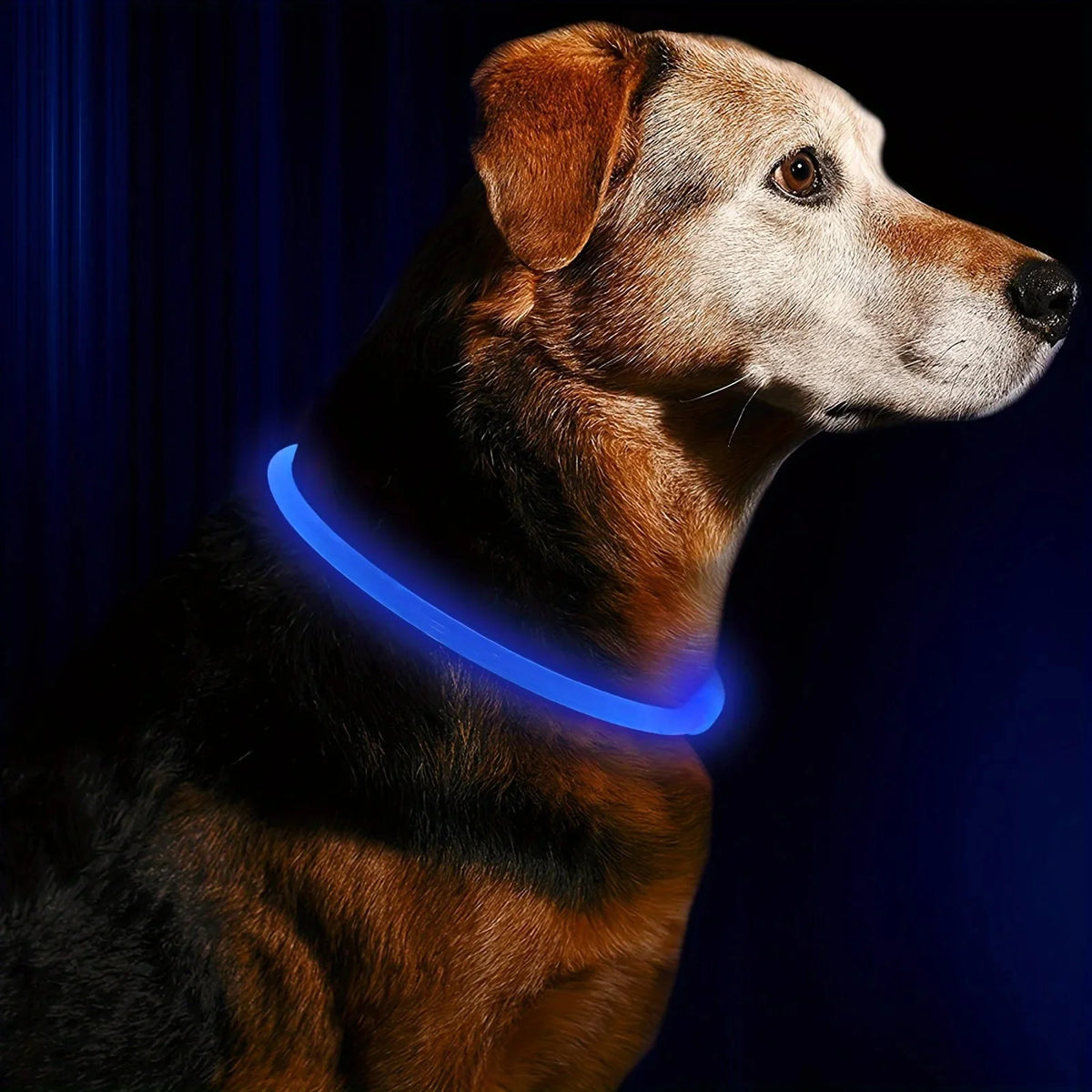 Rechargeable LED Pet Collar – WalkSmart™