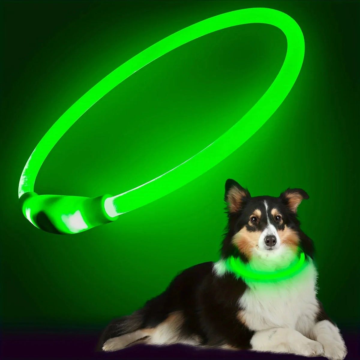 Rechargeable LED Pet Collar – WalkSmart™