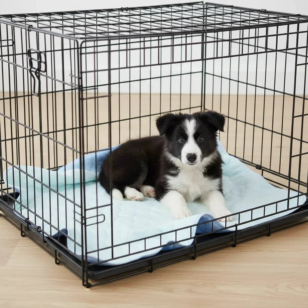 Washable Absorbent Pet Training Pad – TailPlus™
