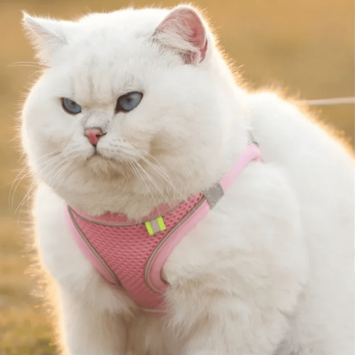 Breathable Adjustable Dog Harness for Everyday Walks – ControlWorks™
