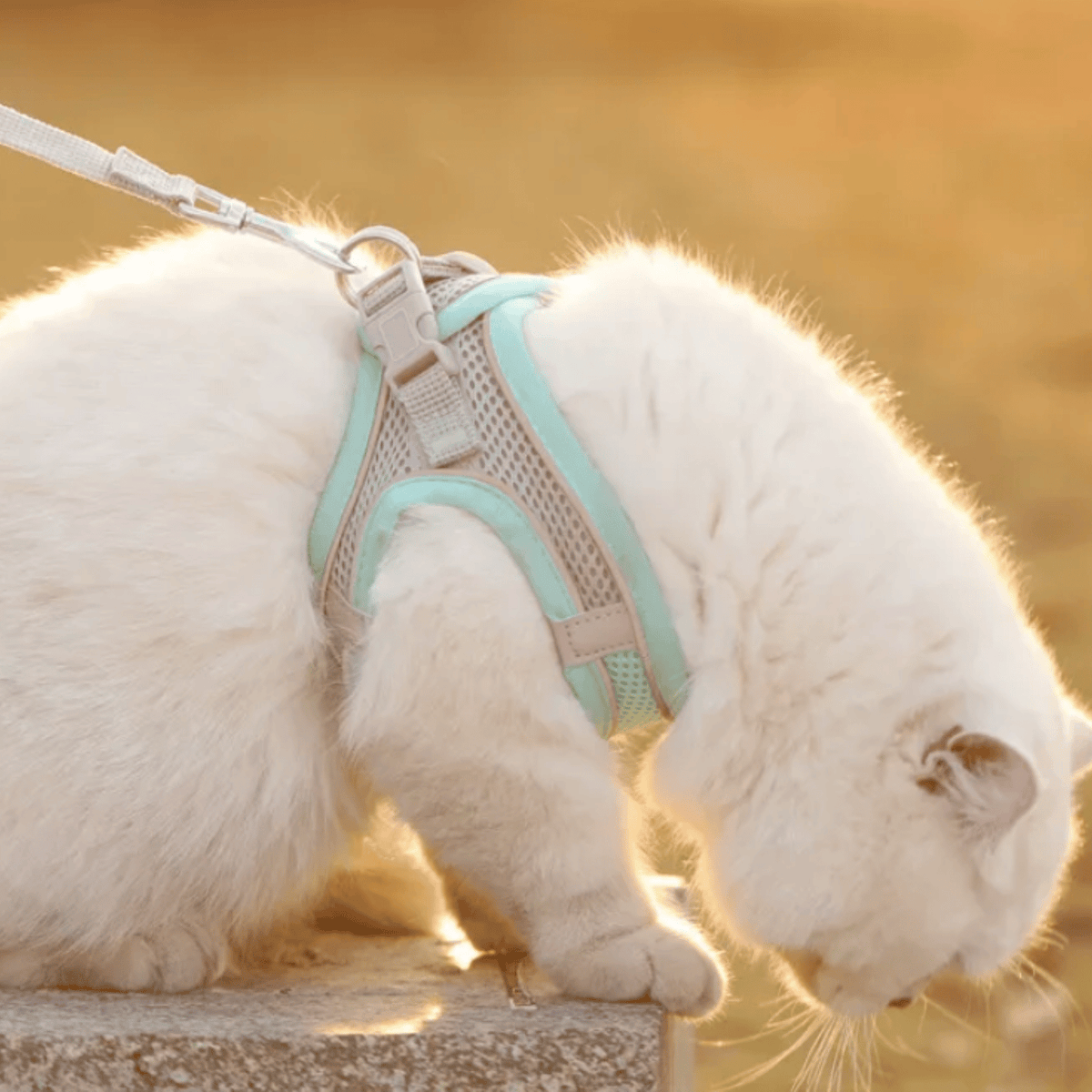 Breathable Adjustable Dog Harness for Everyday Walks – ControlWorks™