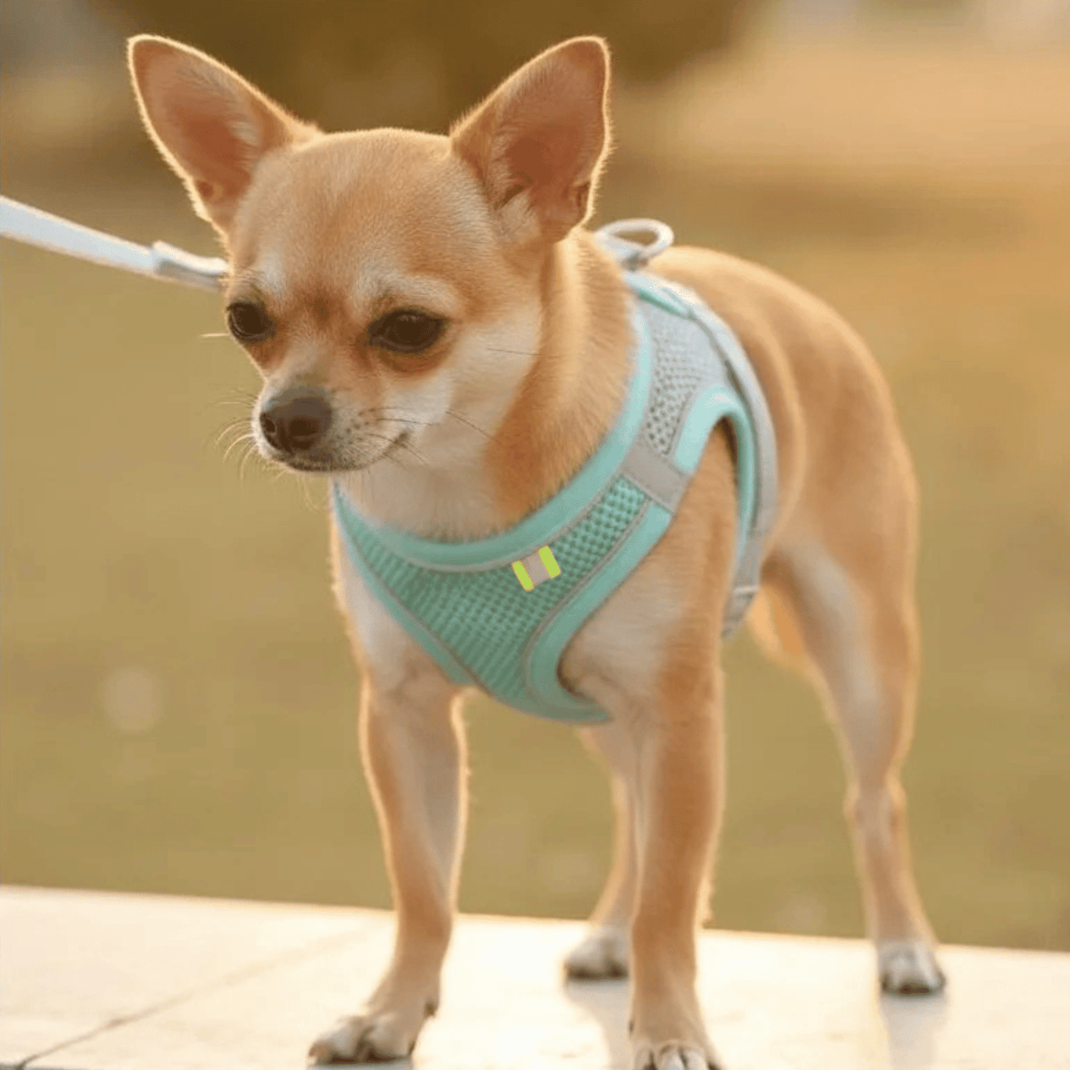 Breathable Adjustable Dog Harness for Everyday Walks – ControlWorks™