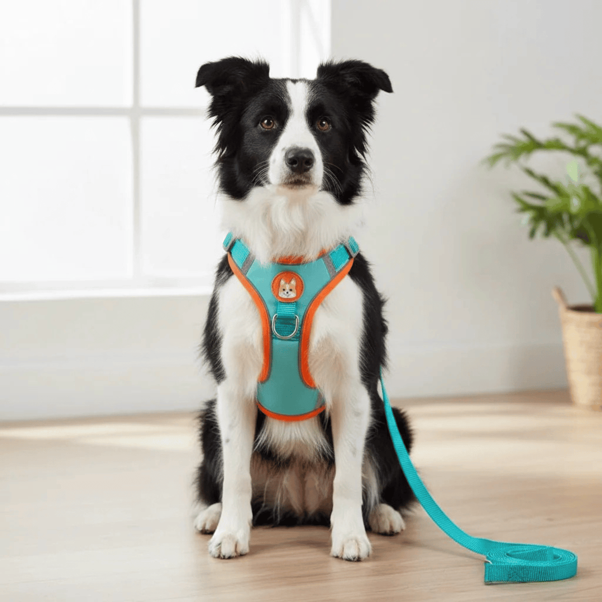 Reflective Nylon Dog & Cat Harness – TrekMotion™