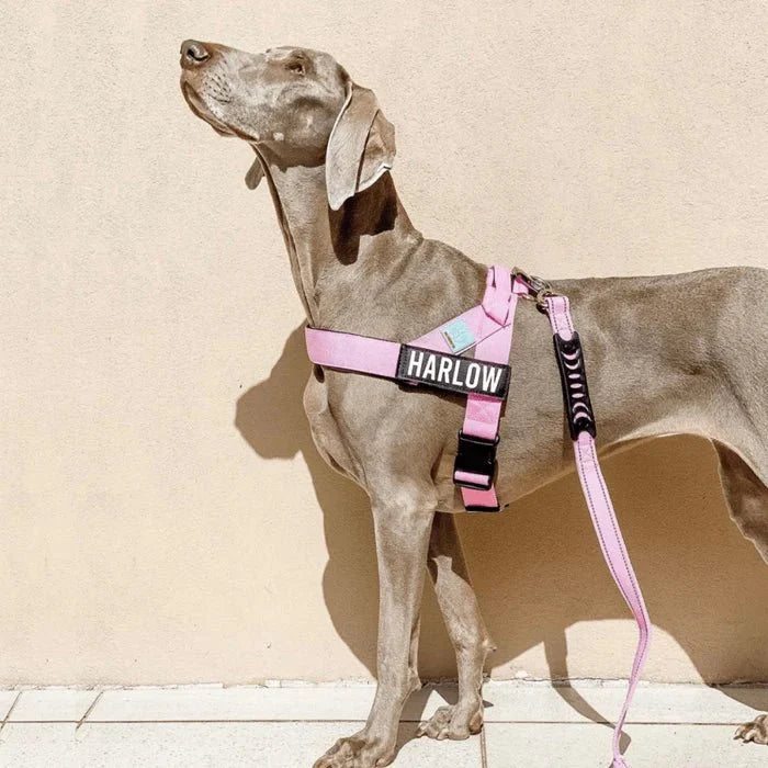 Reflective Adjustable Dog Harness – RouteCore™