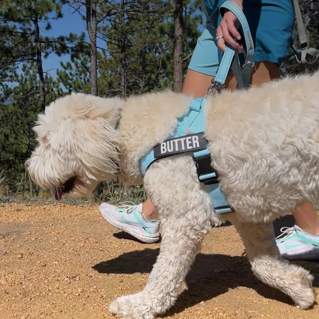 Reflective Adjustable Dog Harness – RouteCore™