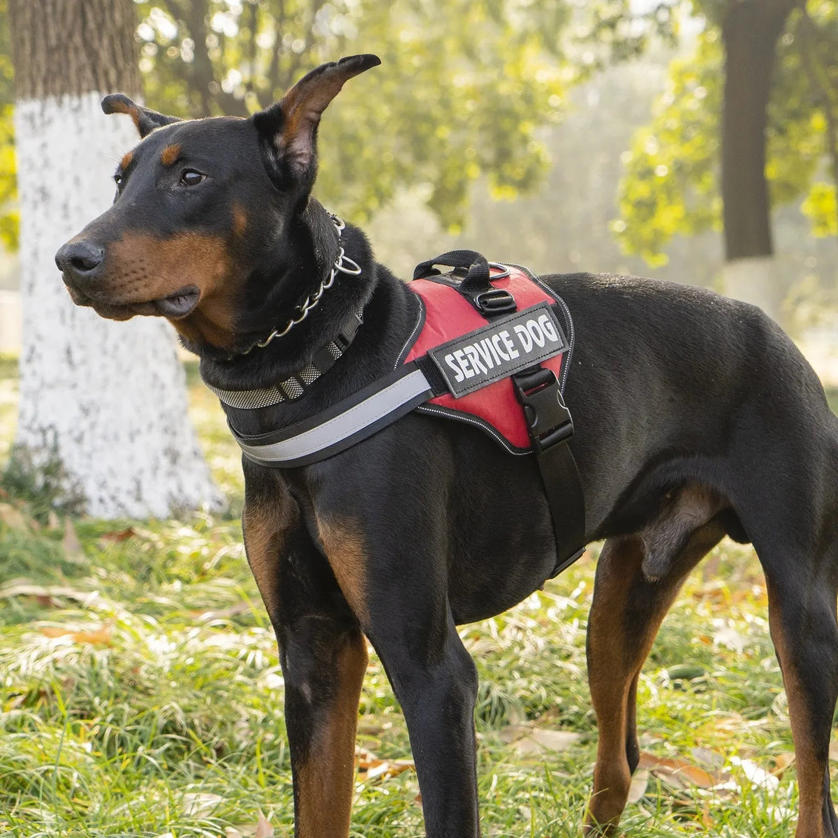 Reflective Adjustable Dog Harness – RoutePath™