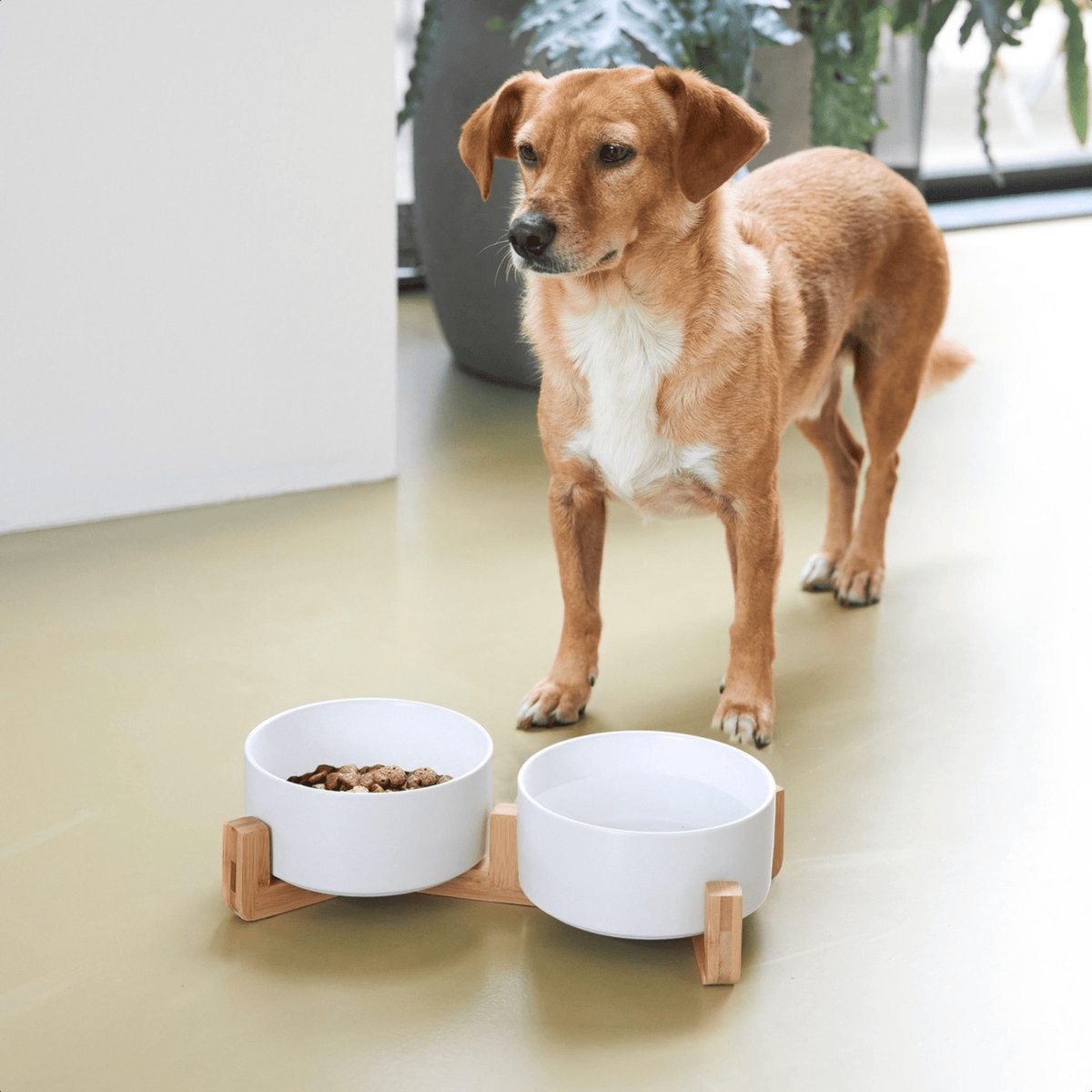 Raised Ceramic Pet Food Bowl Set – PawPaws™