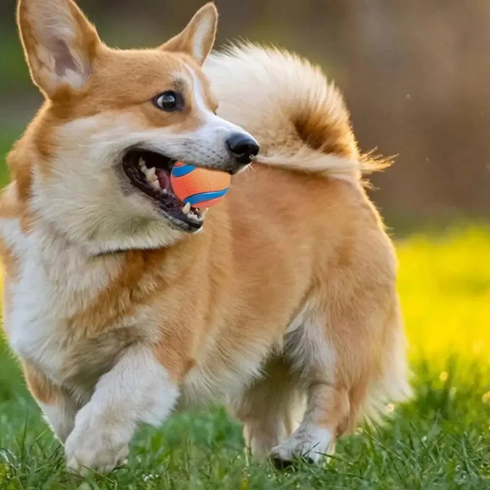 Durable Dog Ball for Strong Chewers – ChaseQuest™