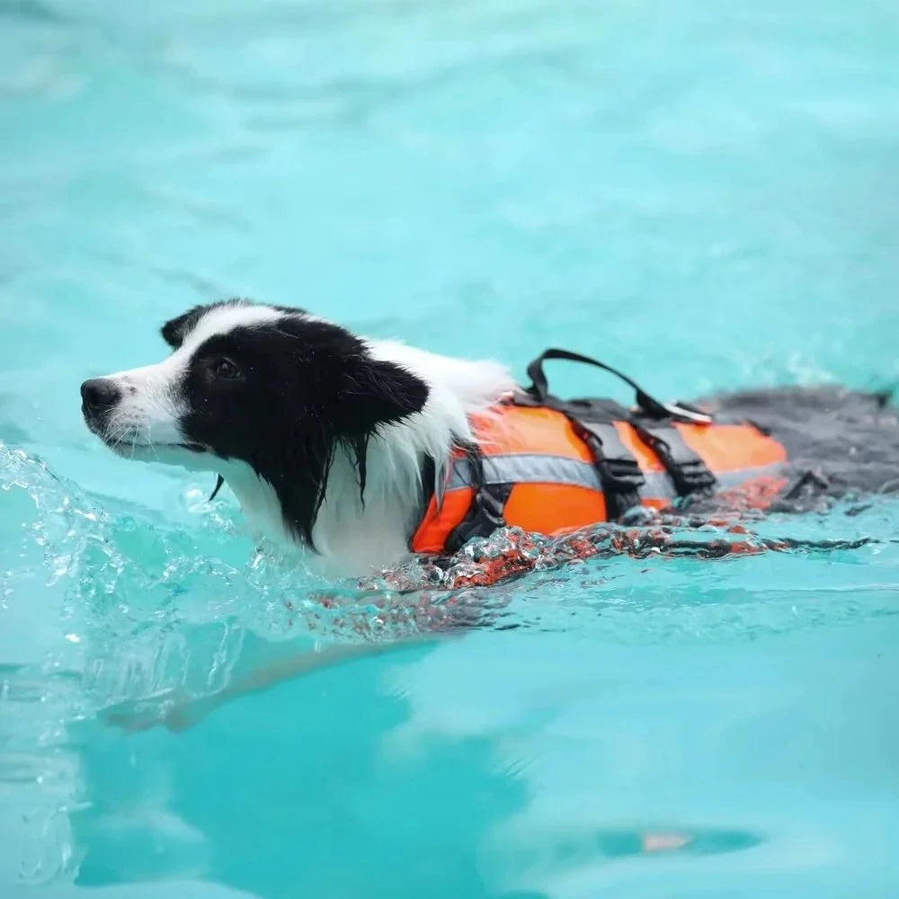 Dog Life Jacket – EverydayEase™