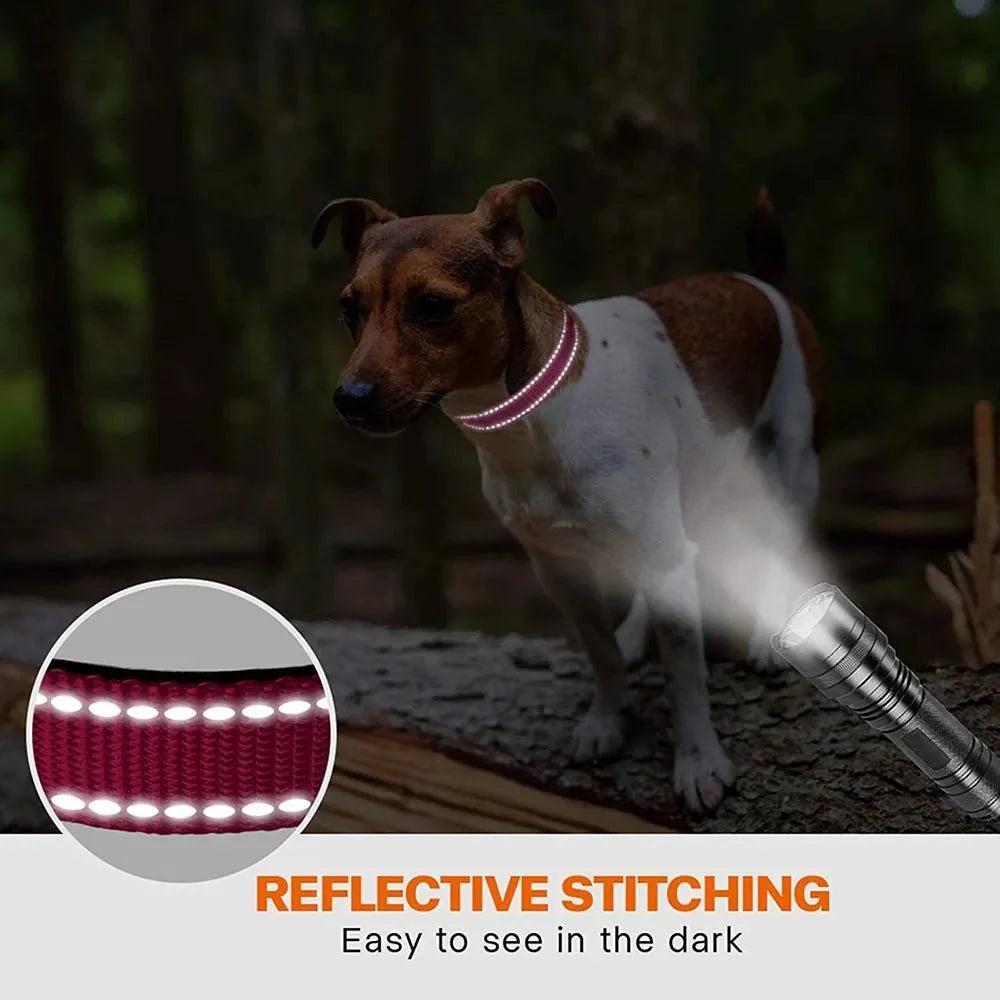 Reflective Dog Collar for Everyday Walks – TrailPeak™