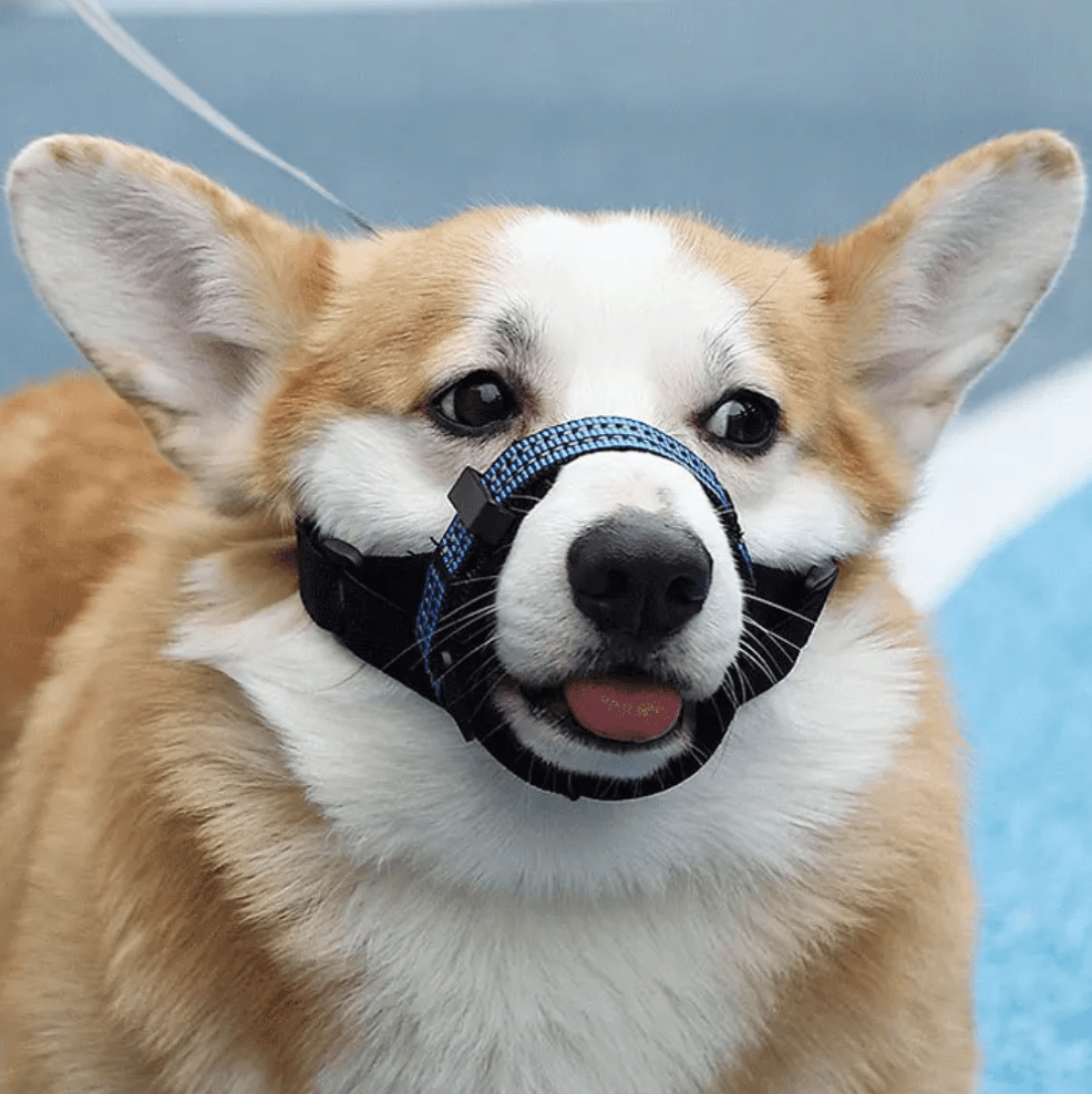 Reflective Adjustable Dog Muzzle – TrekStyle™