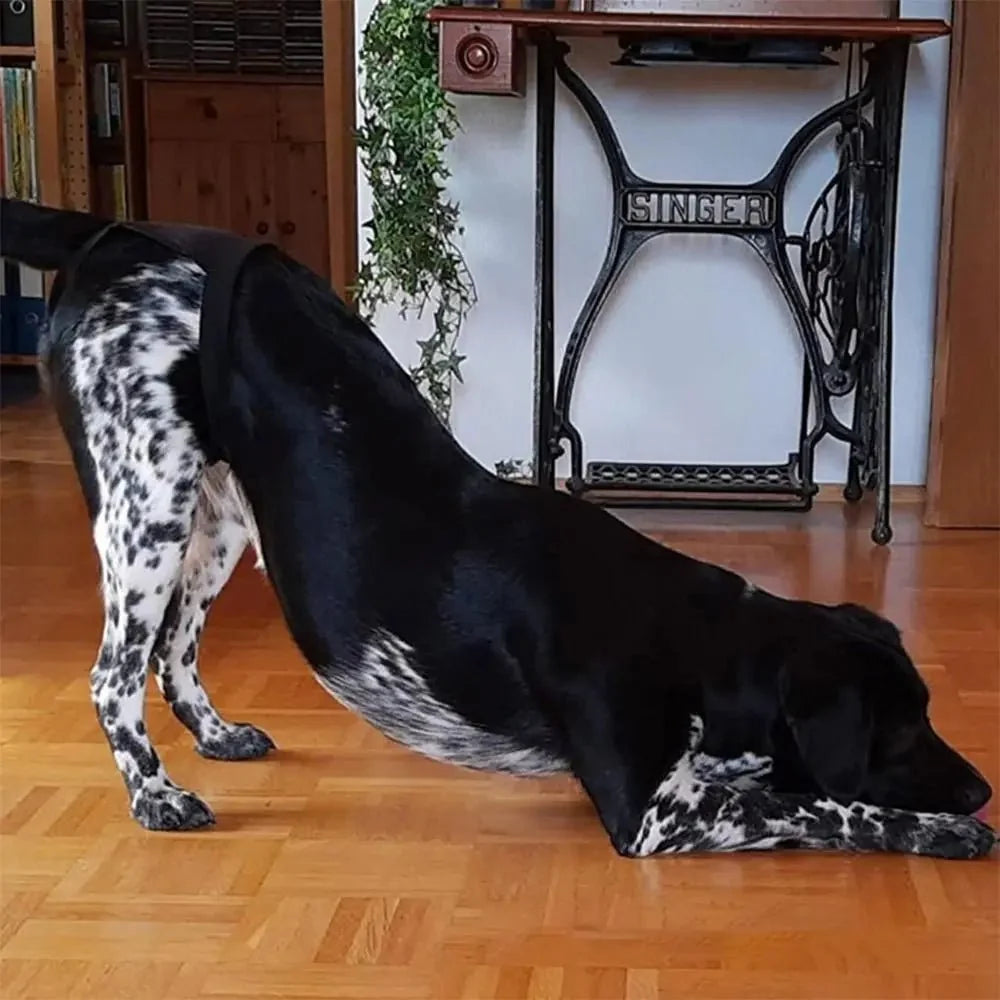 Washable Dog Pants with Reusable Pads – CloudJoy™