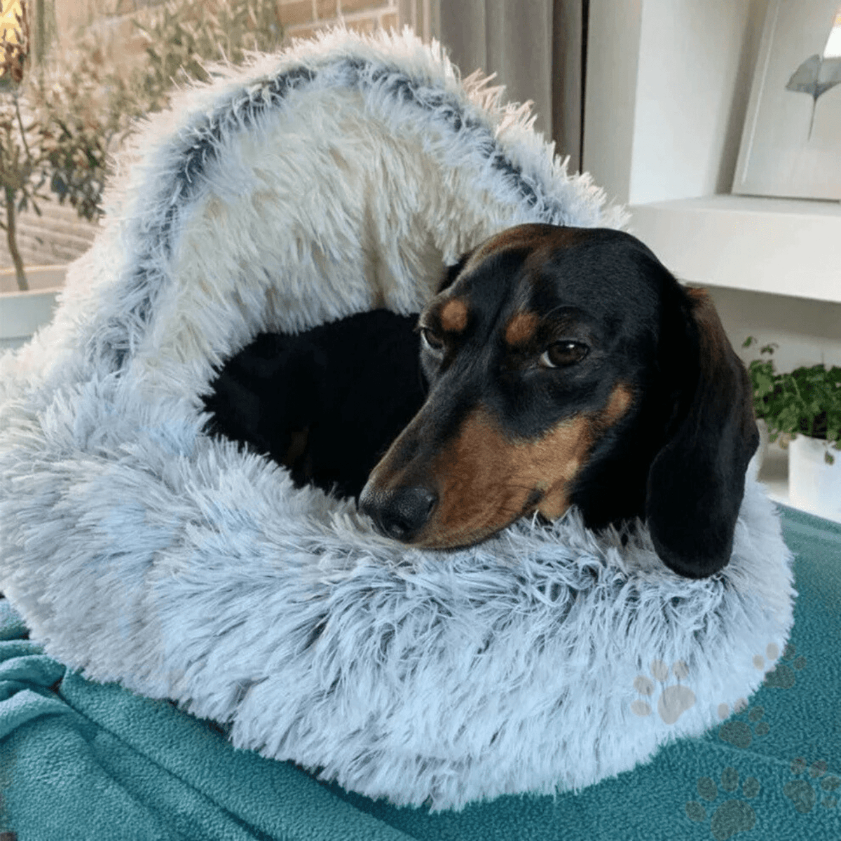 2-in-1 Plush Cave Cat & Small Dog Bed – CloudFresh™
