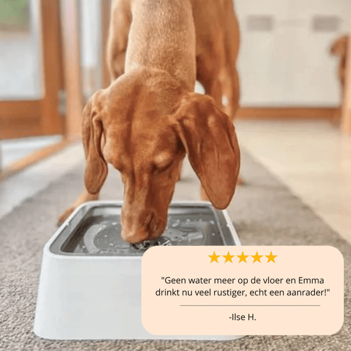 Tailented ServeSmart™ – Pet Water Bowl with Spill-Proof Design for Dogs & Cats