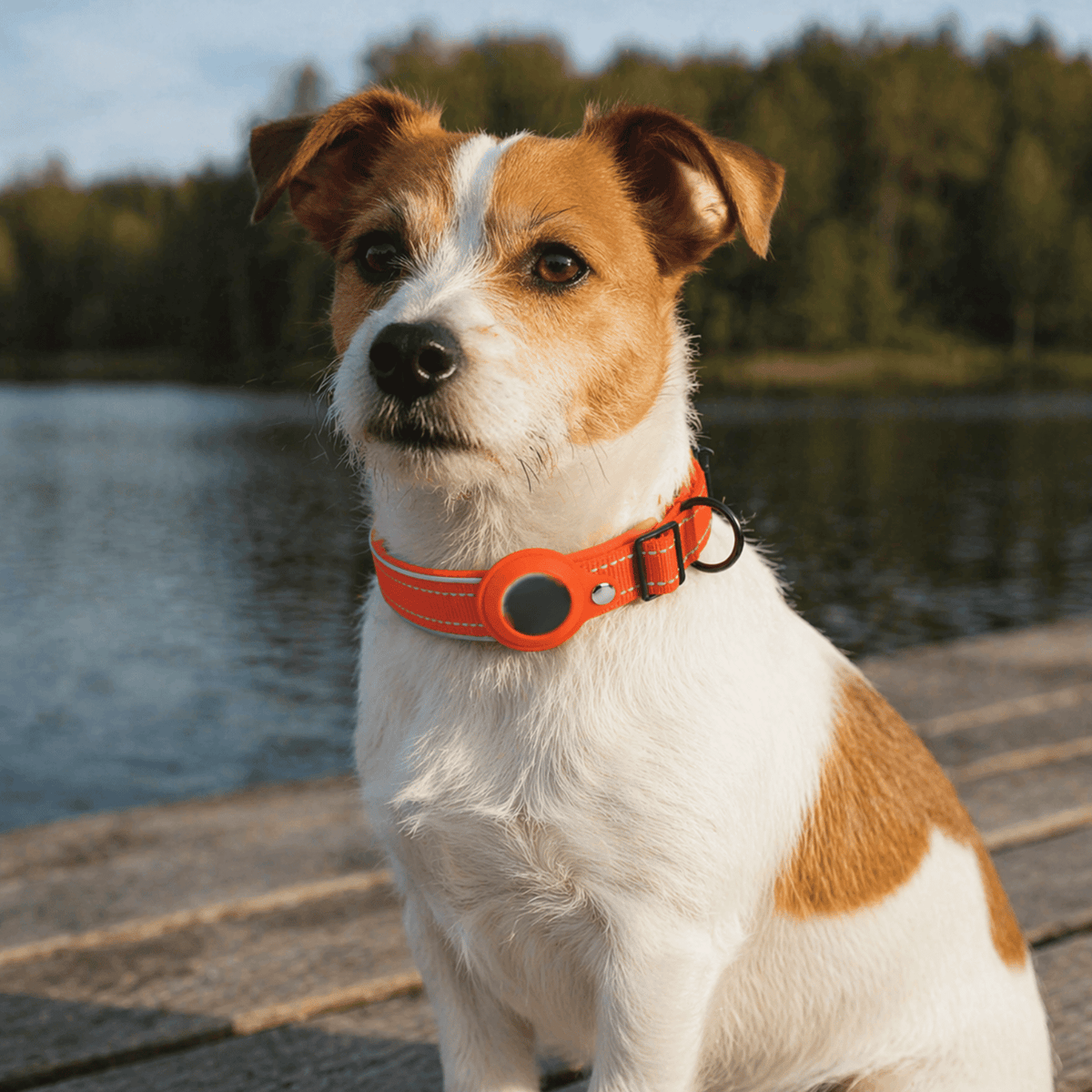 Reflective Dog Collar with AirTag Holder – RouteEase™
