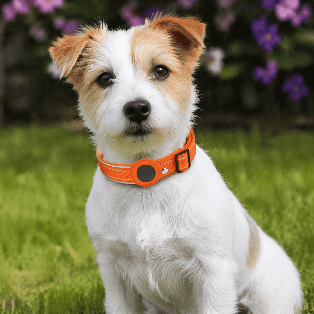Smart Pet Tracker with Collar for iOS Devices – GuideReady™