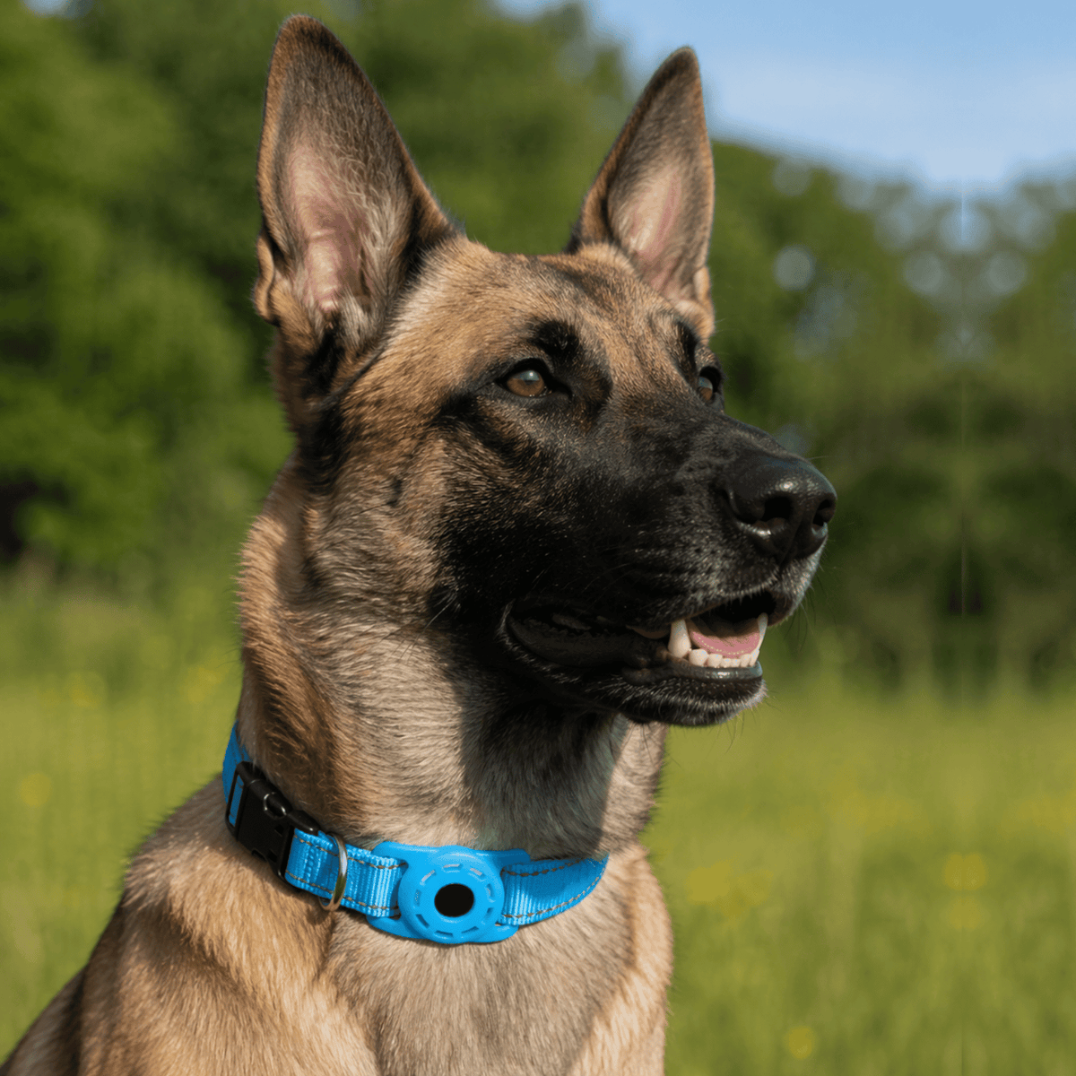 Bluetooth Pet Tracker with Reflective Collar – LeadPure™