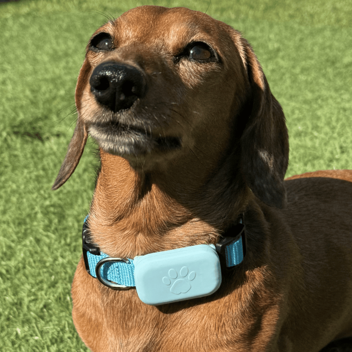 iOS Pet Tracker for Dogs & Cats – BeaconEssentials™