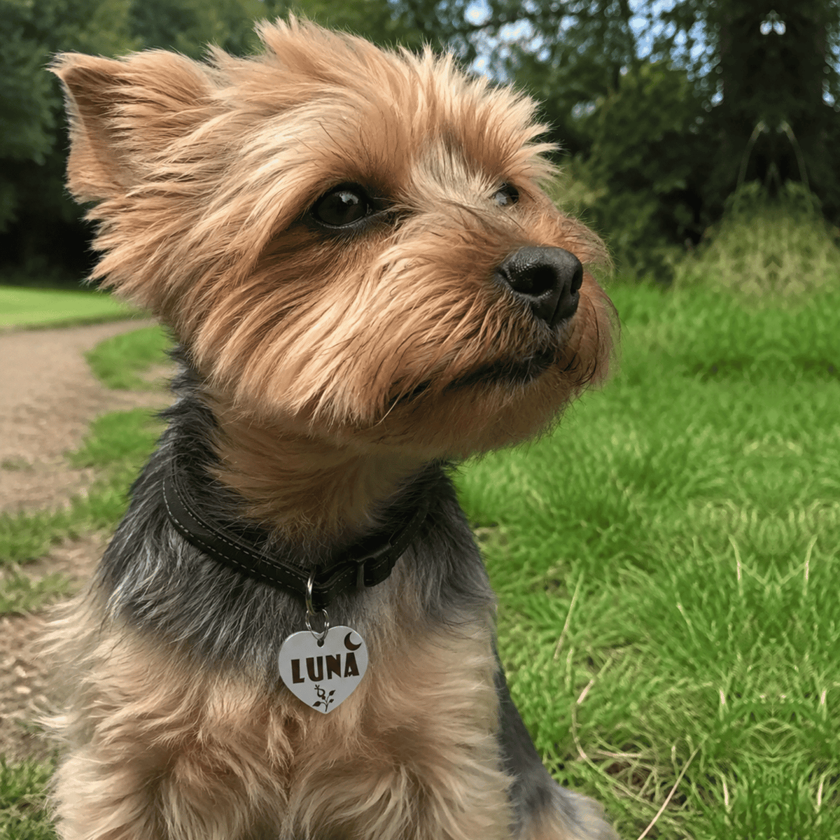 Tailented PureGo™ – Personalized Pet ID Tag in Stainless Steel for Dogs & Cats