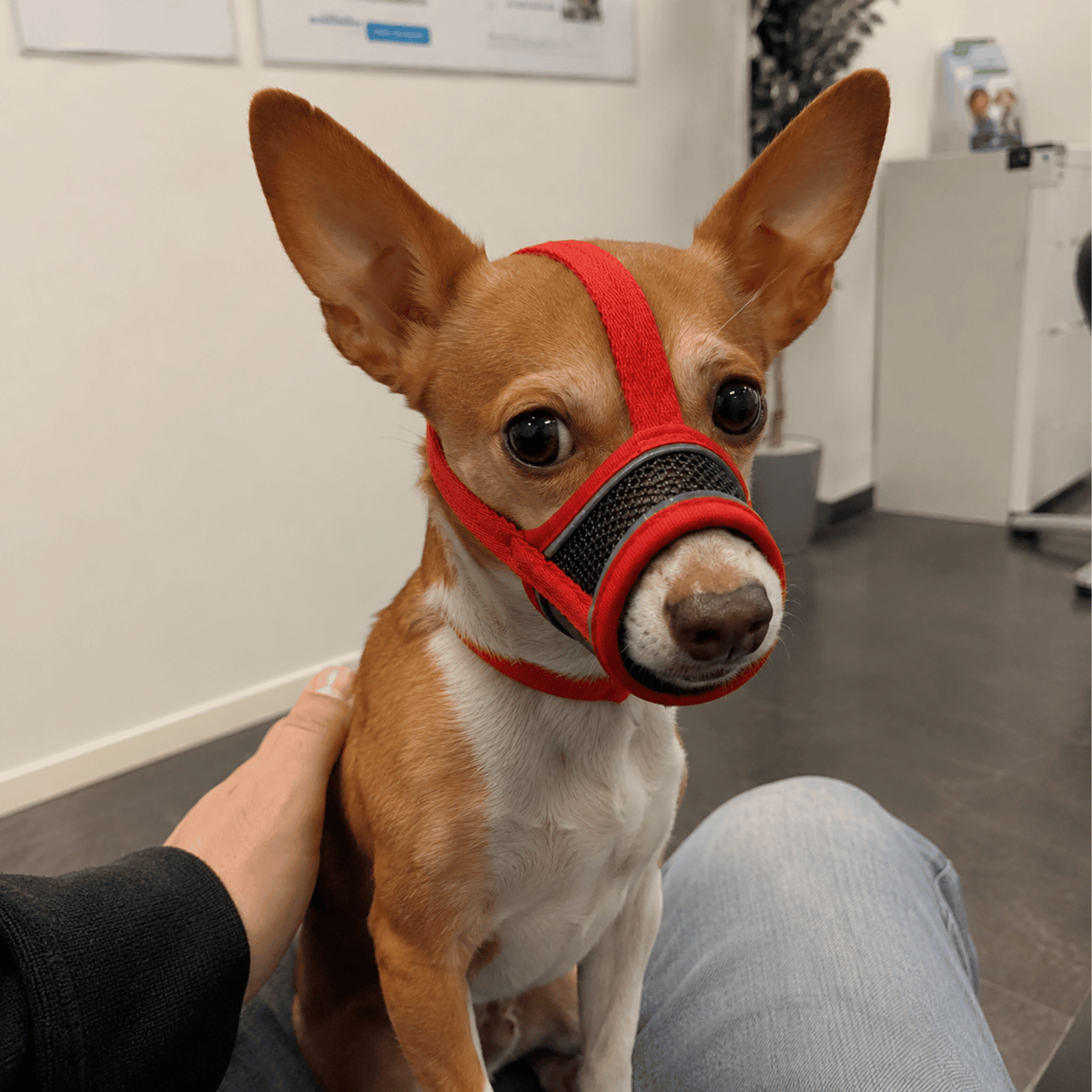 Reflective Dog Muzzle – FlexShield™