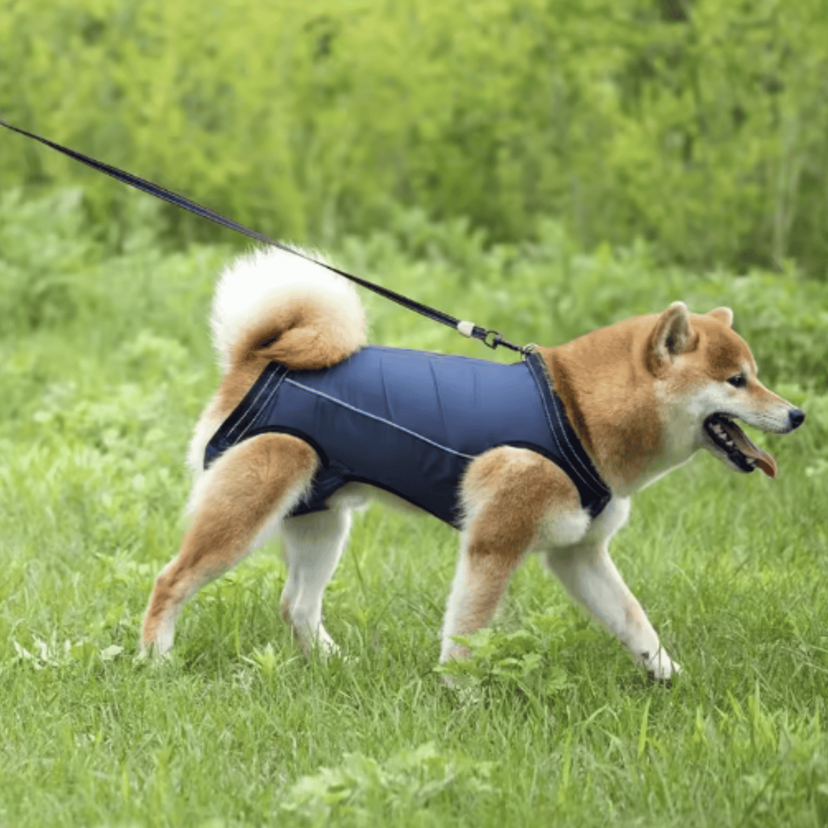Dog Shoulder Support Sling – TransitTrail™