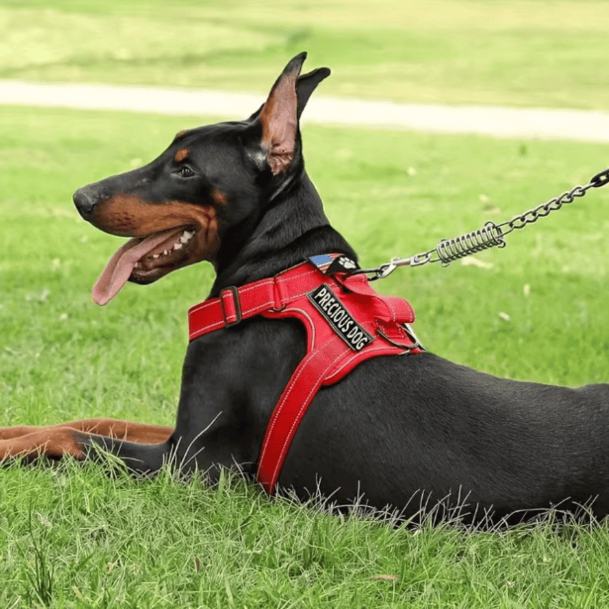 Reflective Assistance Dog Harness – FlexFlex™
