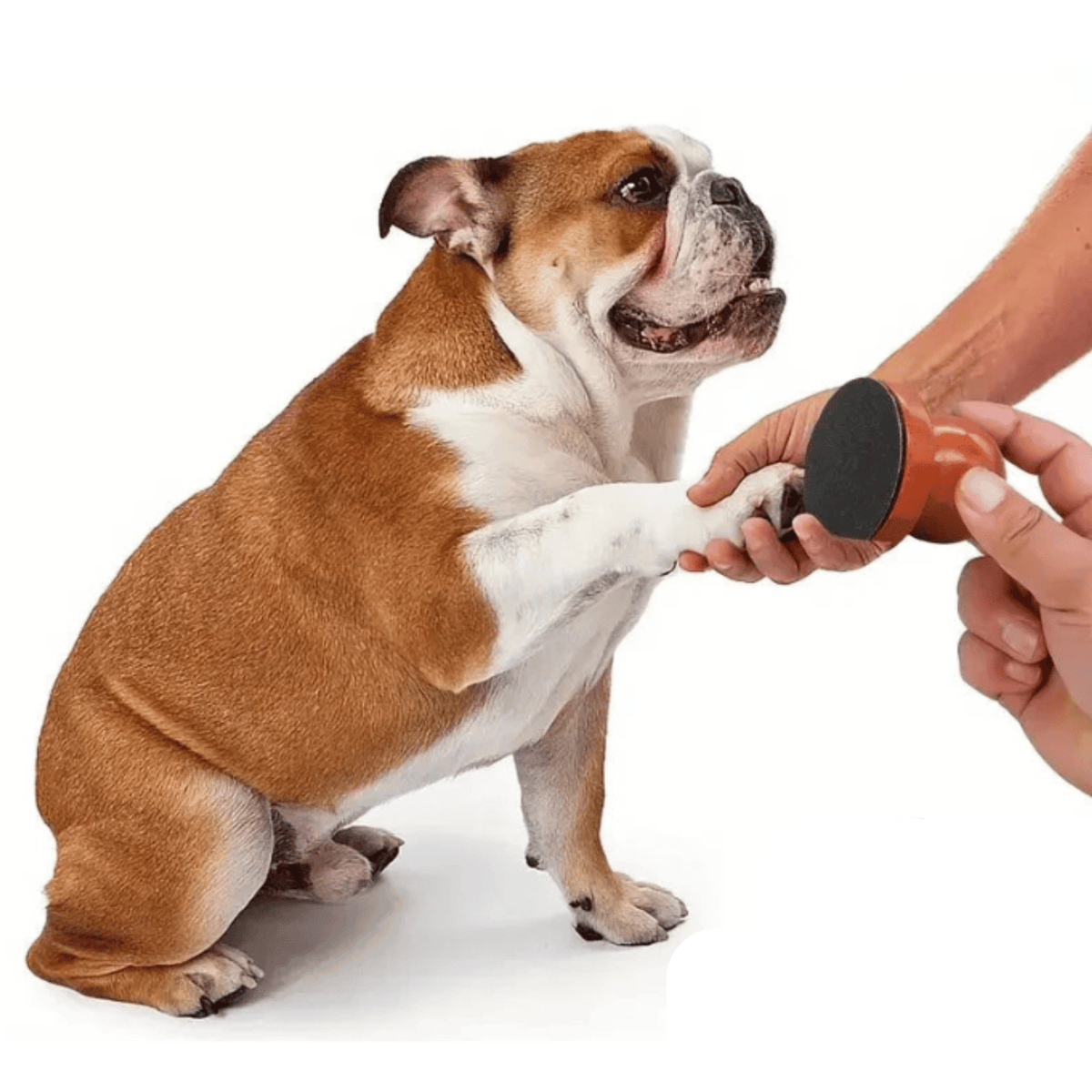 Wooden Dog Nail File with Sandpaper – CarePeak™
