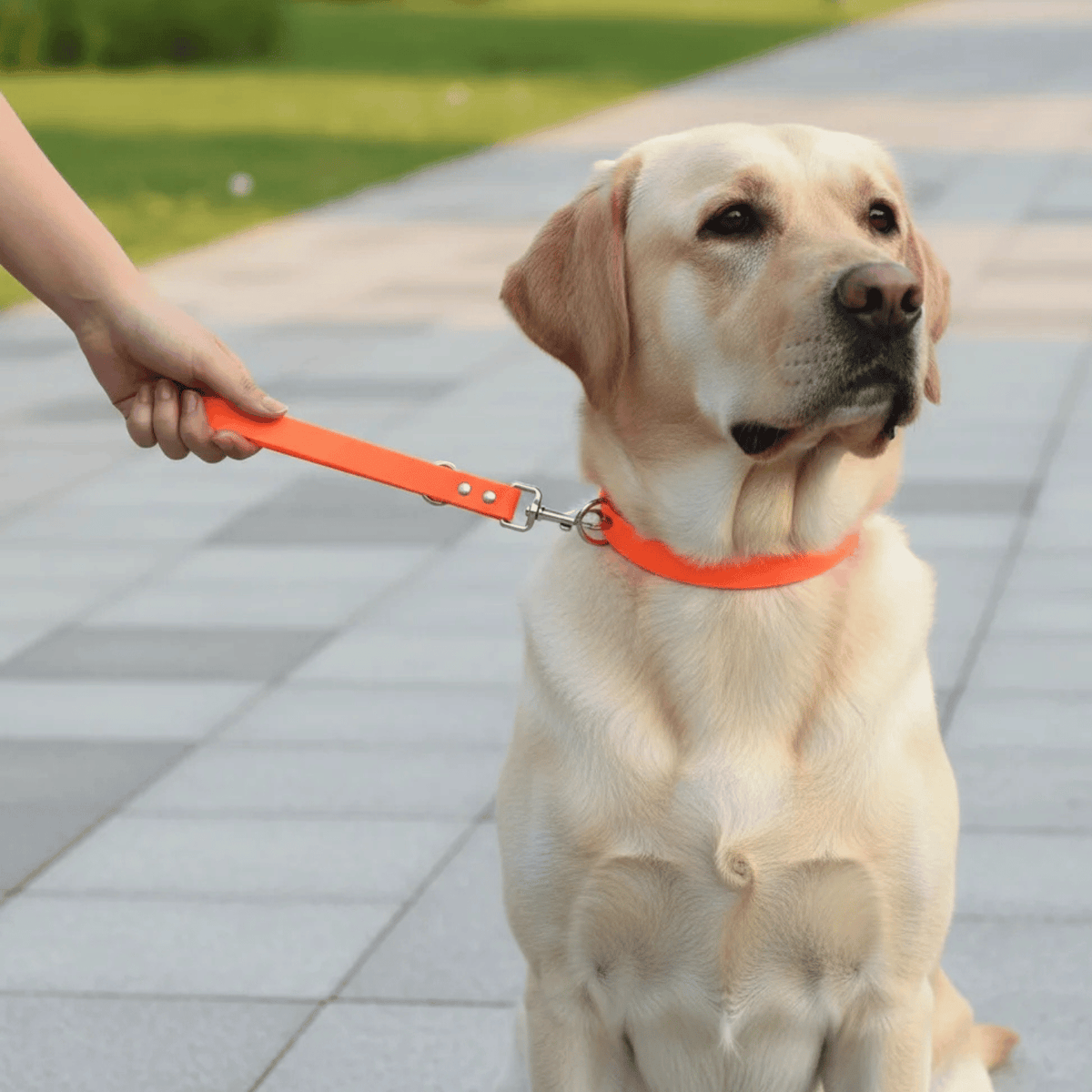 30cm Waterproof Dog Leash – HoldView™