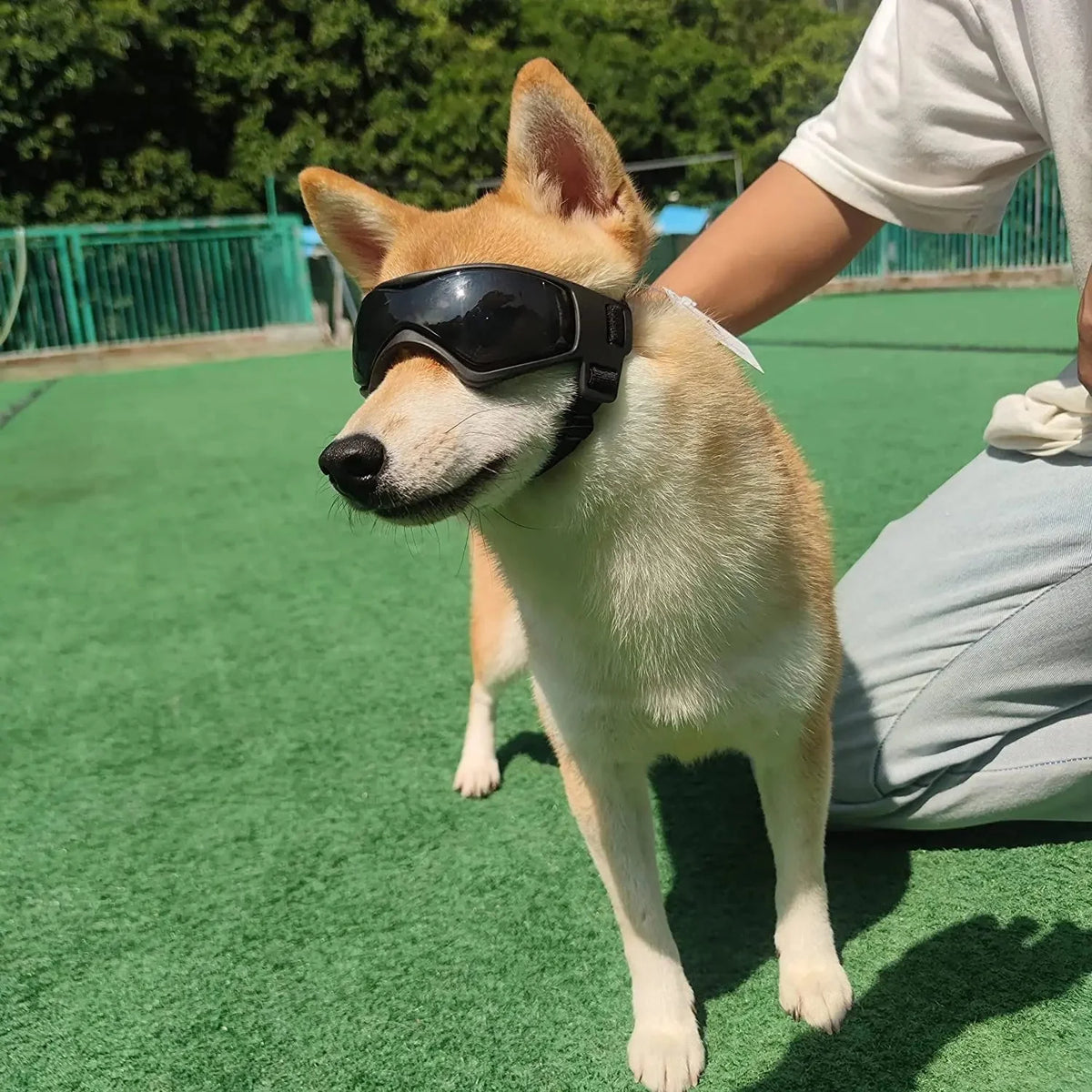 UV-Protective Pet Sunglasses for Dogs & Cats – ReadyShield™