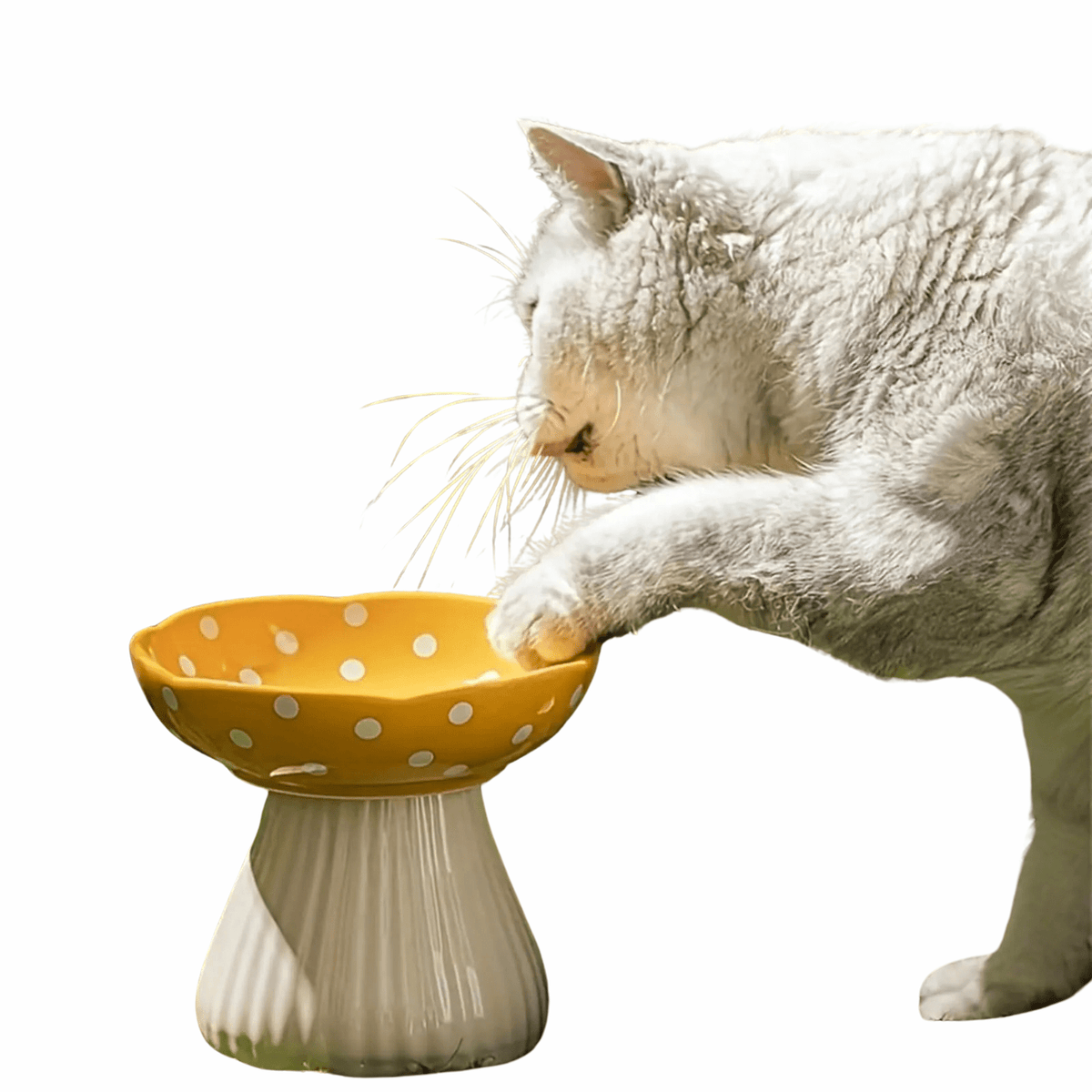 Raised Ceramic Cat Food Bowl – MealDaily™